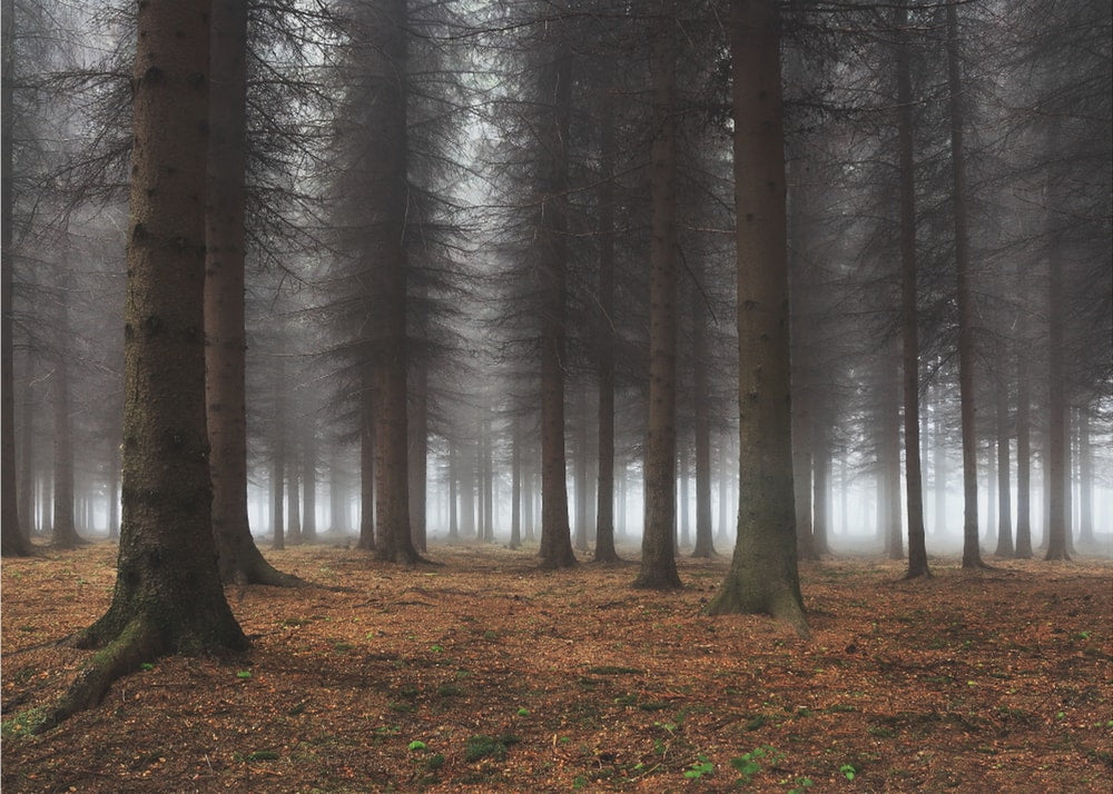 Deep Misty Forest