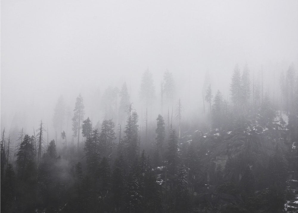 Mysterious Misty Forest