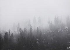 Mysterious Misty Forest