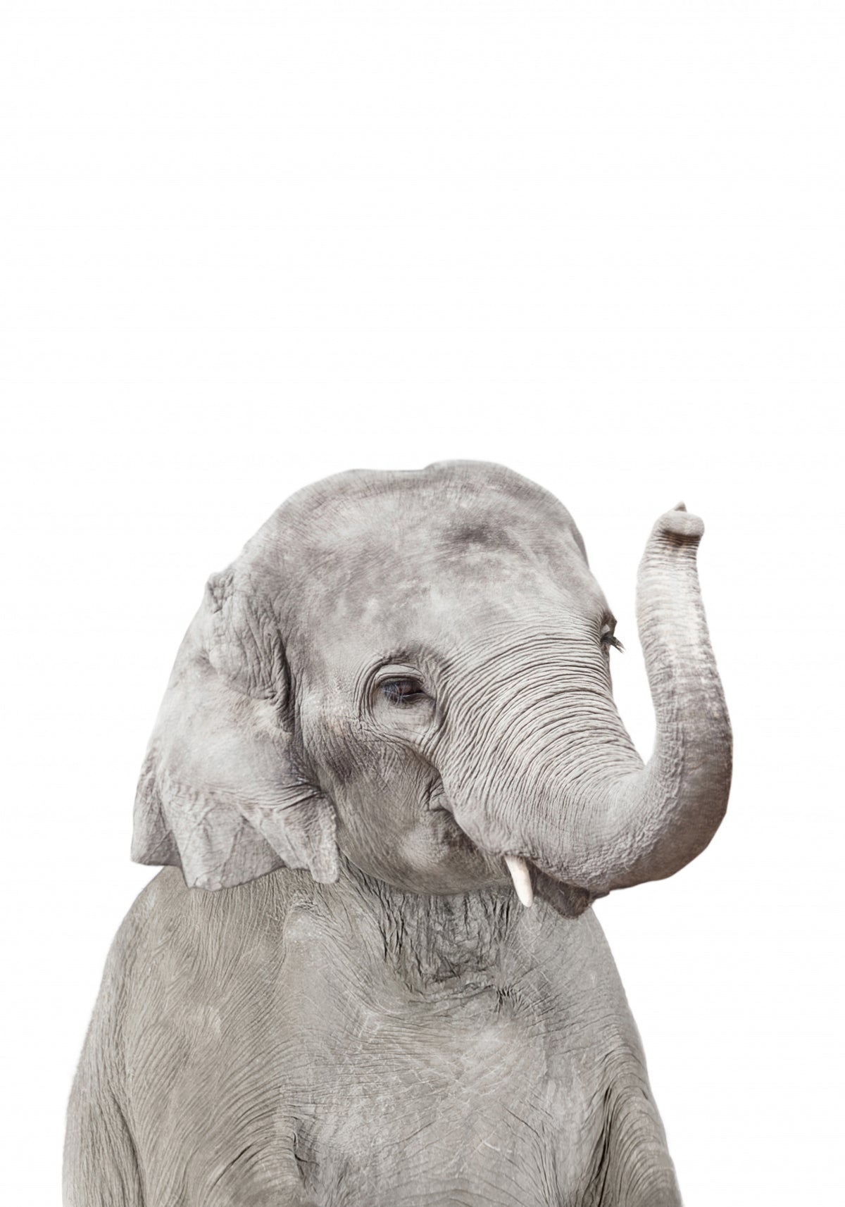 Elefantunge