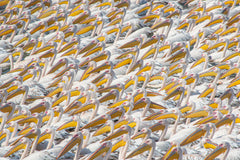 Wall mural Parade Pelican – fototapet med unikt motiv som skapar en inspirerande fondvägg