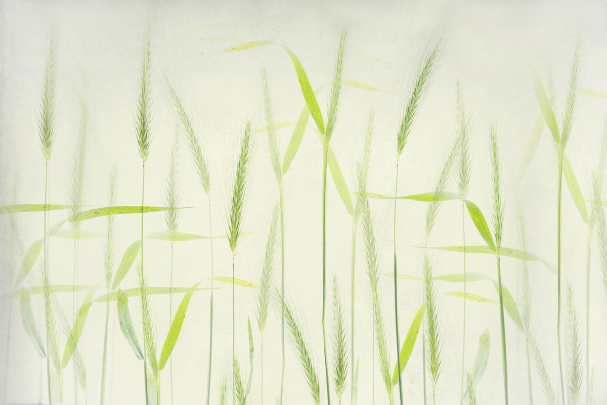 Myke maisstengler