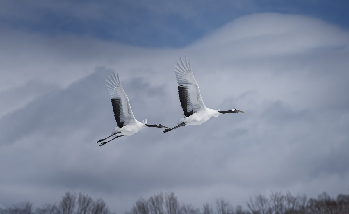 Sandhill i aksjon