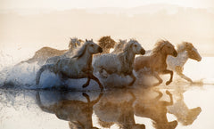 Wall mural Horses – fototapet med unikt motiv som skapar en inspirerande fondvägg