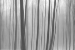 Wall mural Trees In Forest 8 – fototapet med unikt motiv som skapar en inspirerande fondvägg