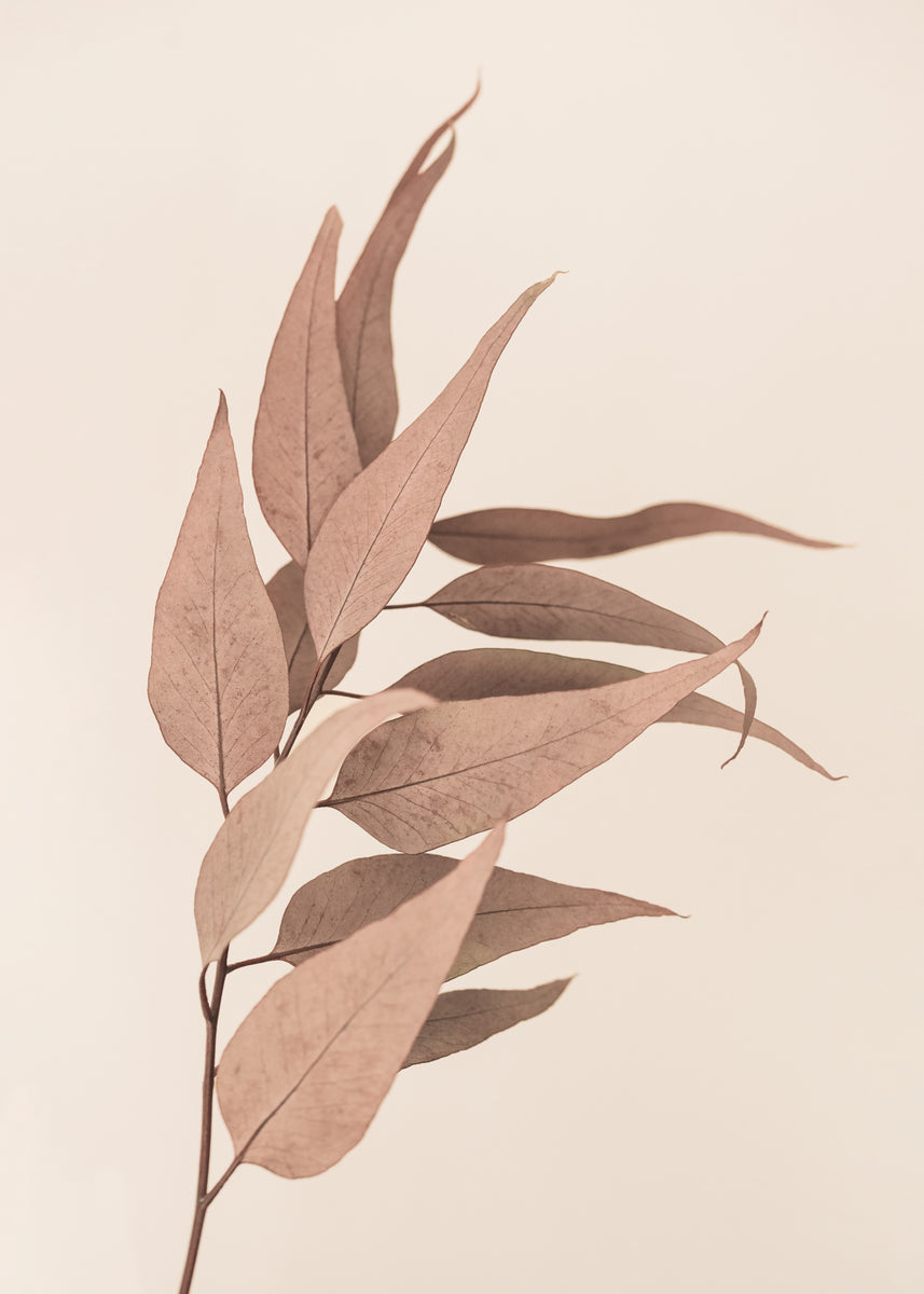 Tørket Eukalyptus