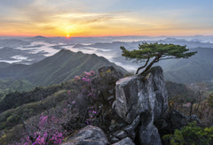 Wall mural Pine tree growing between rocks – fototapet med unikt motiv som skapar en inspirerande fondvägg