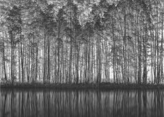 Black White Forest Reflections