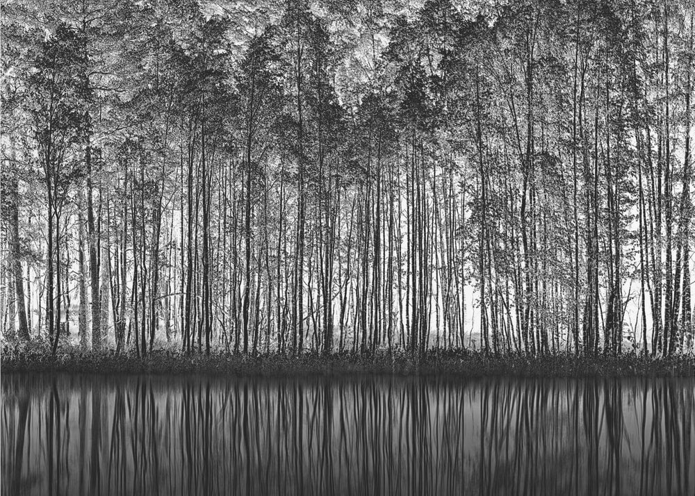 Black White Forest Reflections