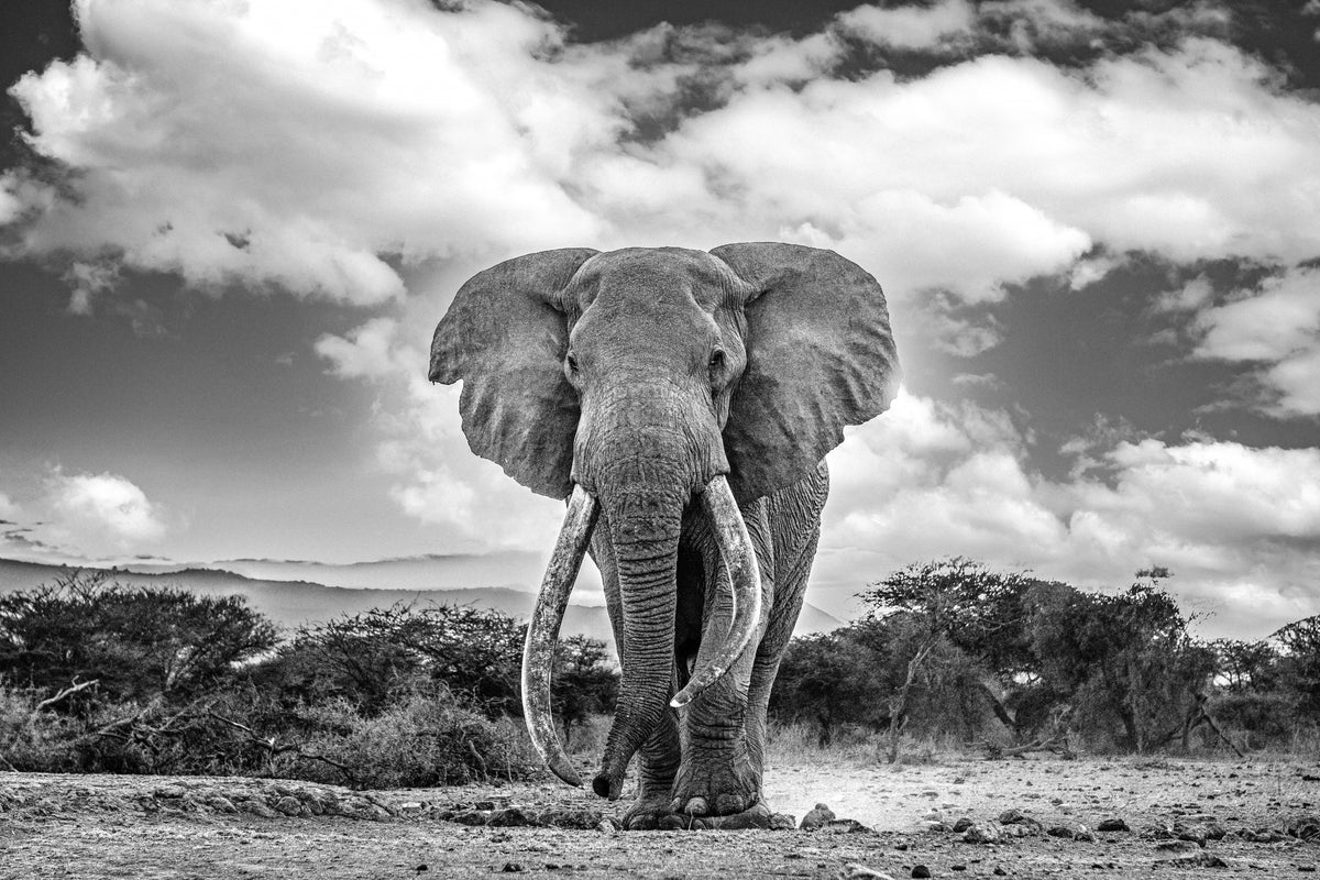 Jordens gigant