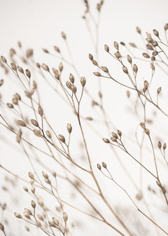 Wall mural Wild Grass – fototapet med unikt motiv som skapar en inspirerande fondvägg