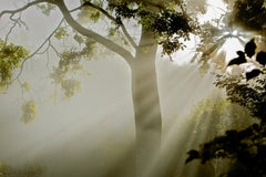 Wall mural Fog at Møns Klint – fototapet med unikt motiv som skapar en inspirerande fondvägg