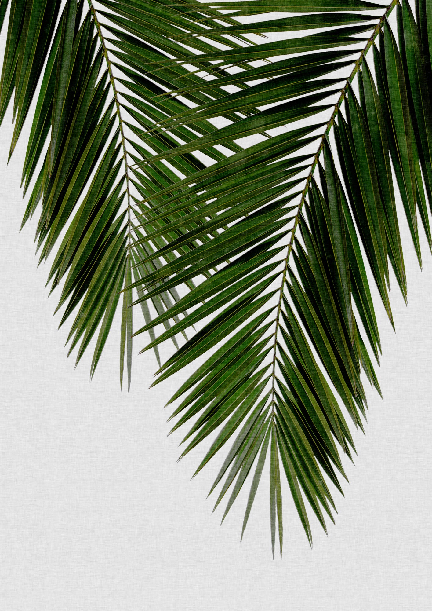 Palm Leaf II