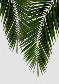 Wall mural Palm Leaf II – fototapet med unikt motiv som skapar en inspirerande fondvägg