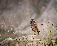 Wall mural Owl and dandelion´s parachutes – fototapet med unikt motiv som skapar en inspirerande fondvägg