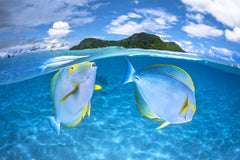 Wall mural Dussumier's surgeonfish – fototapet med unikt motiv som skapar en inspirerande fondvägg