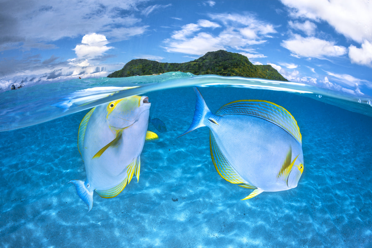 Dussumier's surgeonfish
