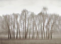 Ethereal Blurred Trees