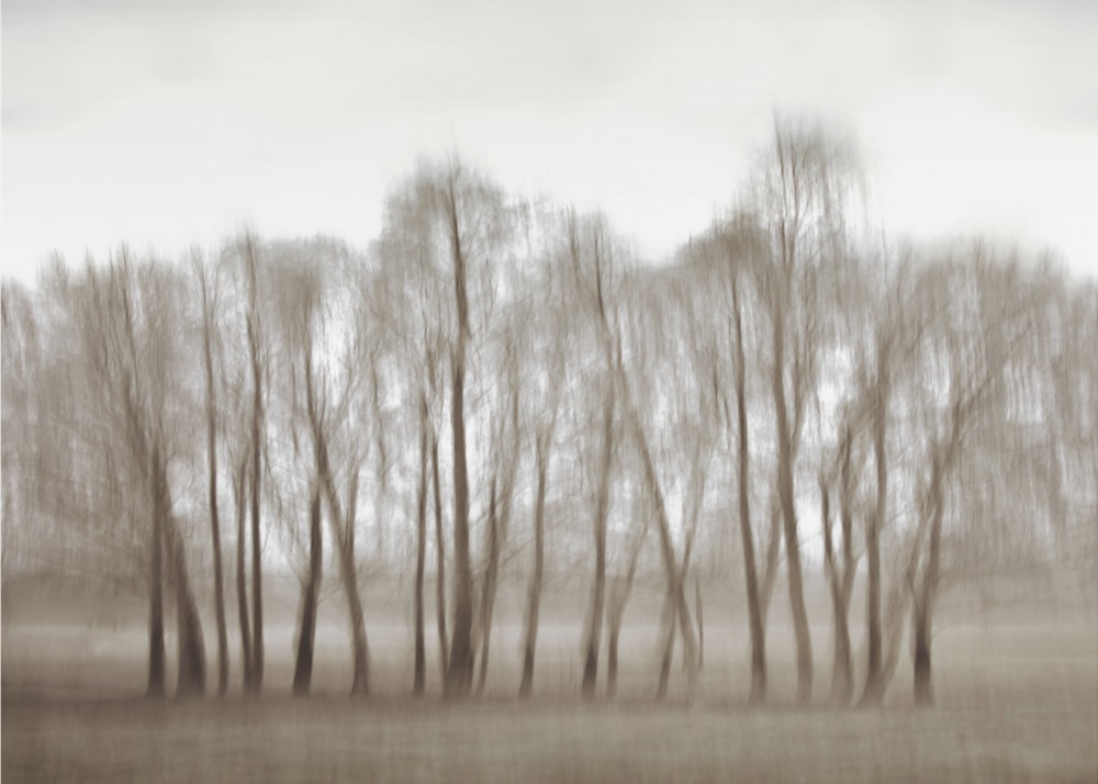 Ethereal Blurred Trees