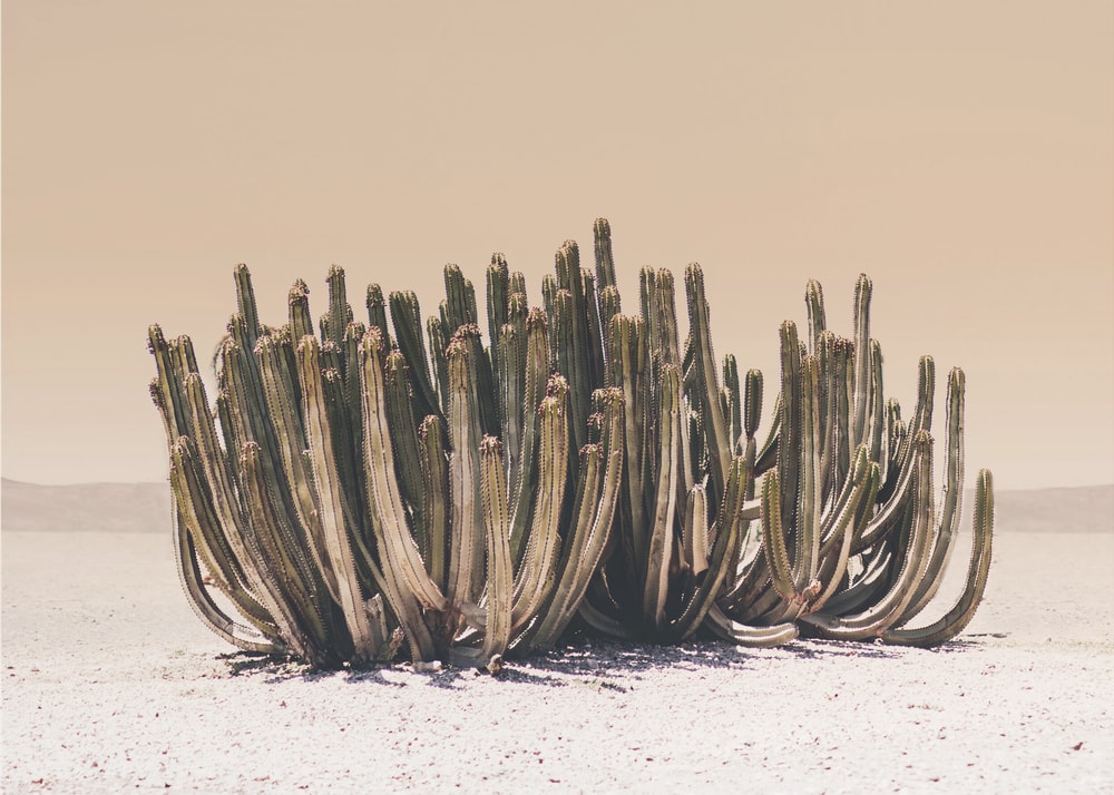 Peach Sky Cactus