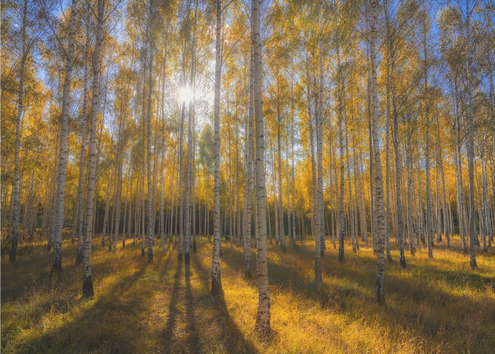 Autumn Sunlit Birch Forest