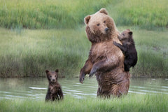 Wall mural Momma Bear and Her Cubs – fototapet med unikt motiv som skapar en inspirerande fondvägg