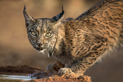Wall mural Wild Iberian Lynx – fototapet med unikt motiv som skapar en inspirerande fondvägg