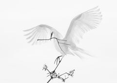 Wall mural Transparent Wings – fototapet med unikt motiv som skapar en inspirerande fondvägg