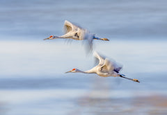 Wall mural Duo Cranes Flying – fototapet med unikt motiv som skapar en inspirerande fondvägg