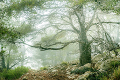 Wall mural Foggy Day at the Kap – fototapet med unikt motiv som skapar en inspirerande fondvägg