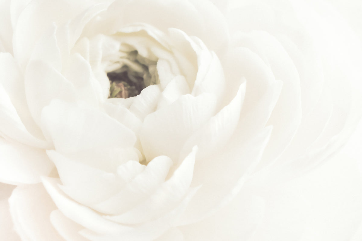 Hvit Blomst 2