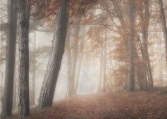 Misty Autumn Path