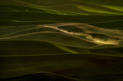 Wall mural Early Spring Wheat Field – fototapet med unikt motiv som skapar en inspirerande fondvägg