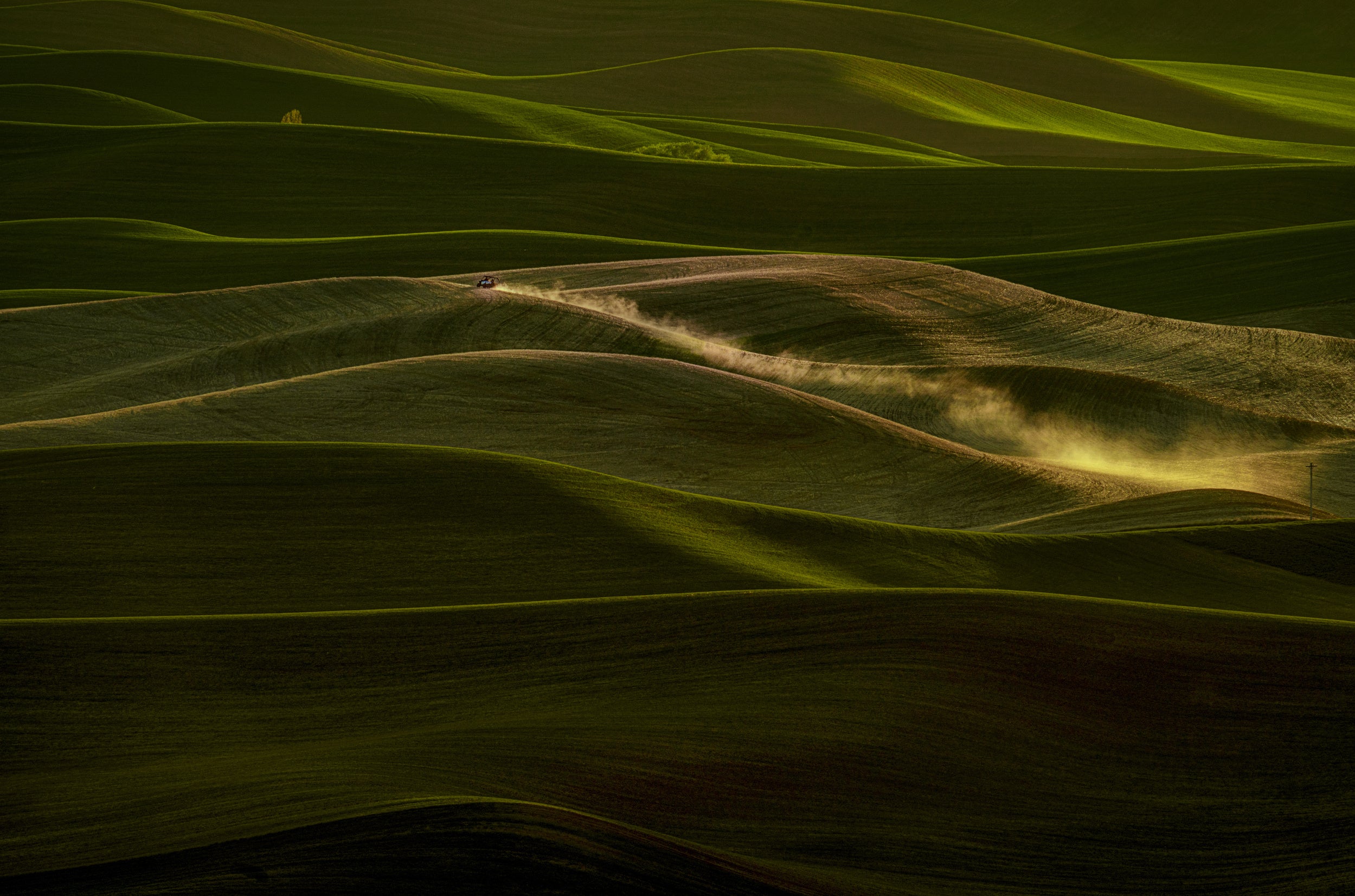 Early Spring Wheat Field