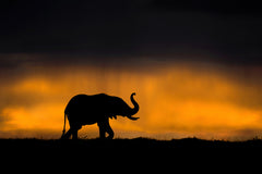 Wall mural Elephant smelling the storm – fototapet med unikt motiv som skapar en inspirerande fondvägg