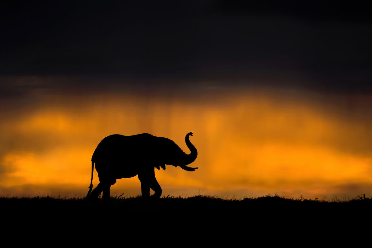 Elefant lukter stormen