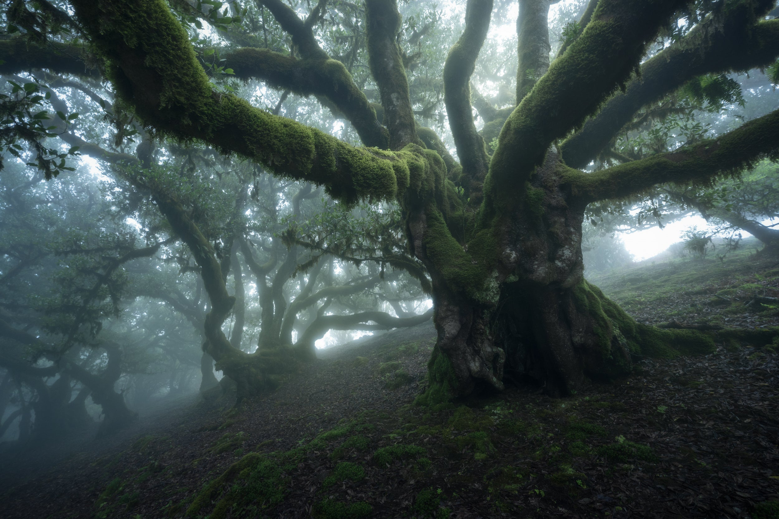 MYSTICAL FOREST