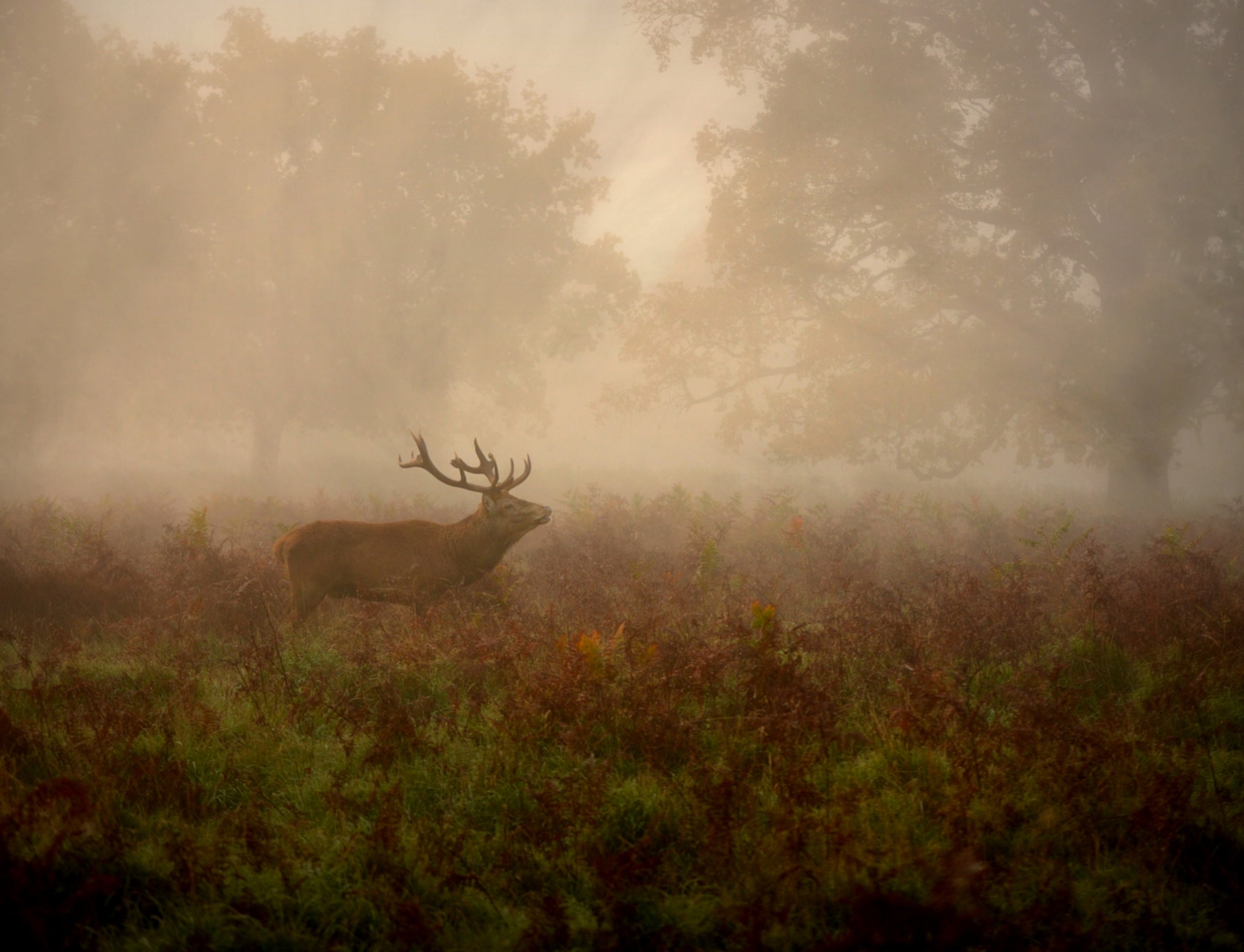 Lord of the ancient forest