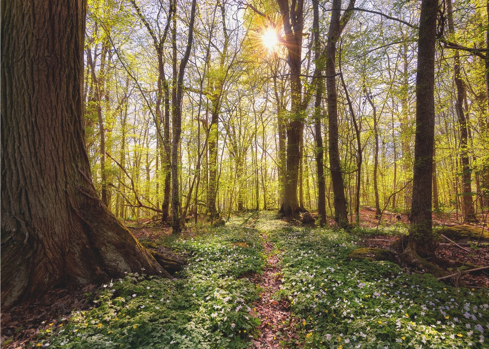 Sunlit Forest Path