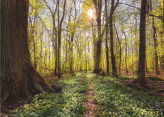Sunlit Forest Path