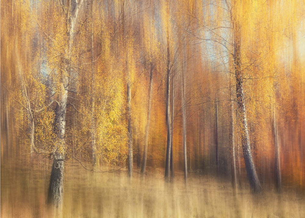 Golden Birch Forest