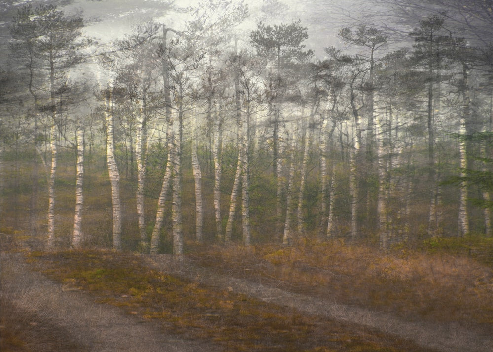 Serene Birch Forest