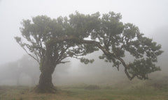 Wall mural Tree in the mist – fototapet med unikt motiv som skapar en inspirerande fondvägg