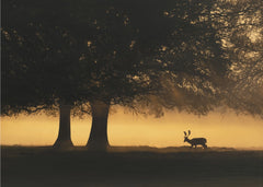 Golden Dawn Deer