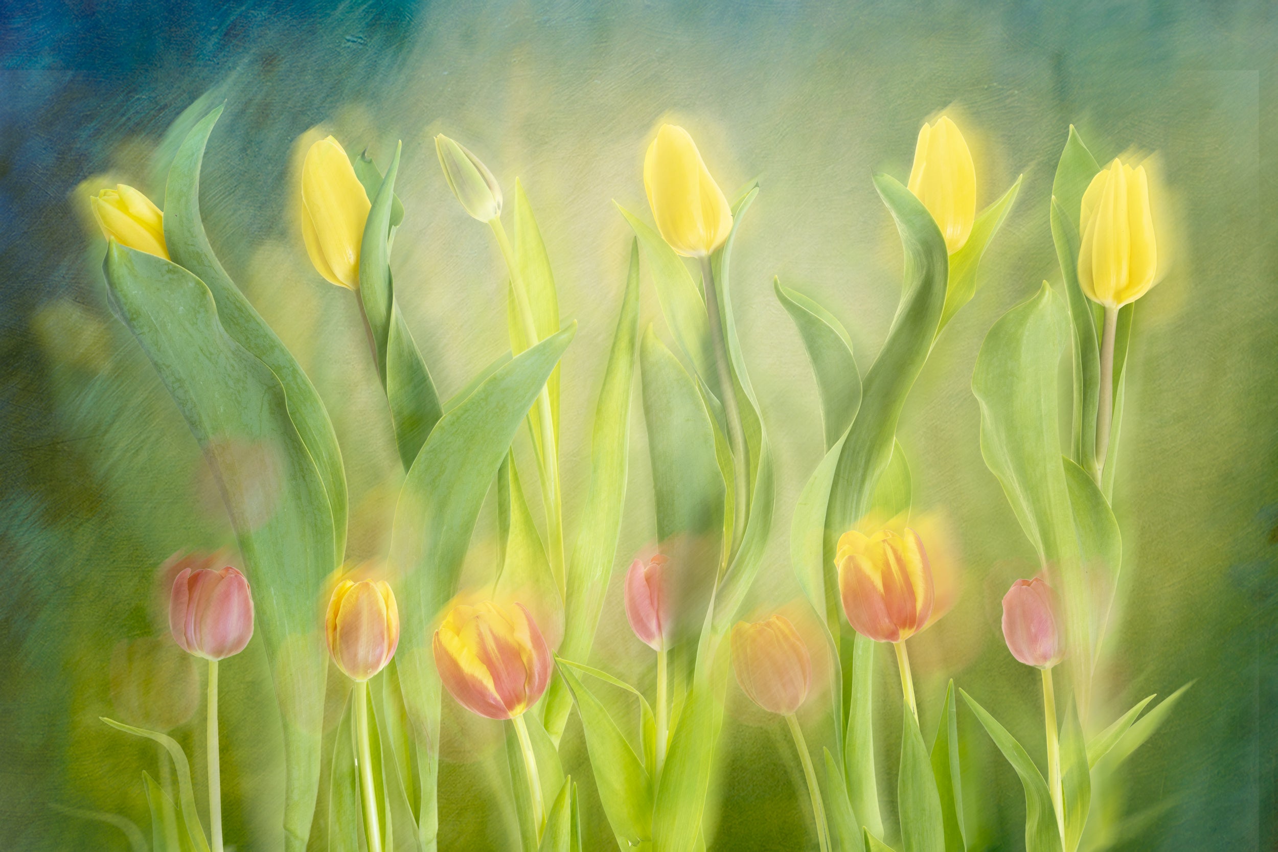 Dancing tulips