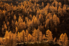 Wall mural larches in autumn – fototapet med unikt motiv som skapar en inspirerande fondvägg