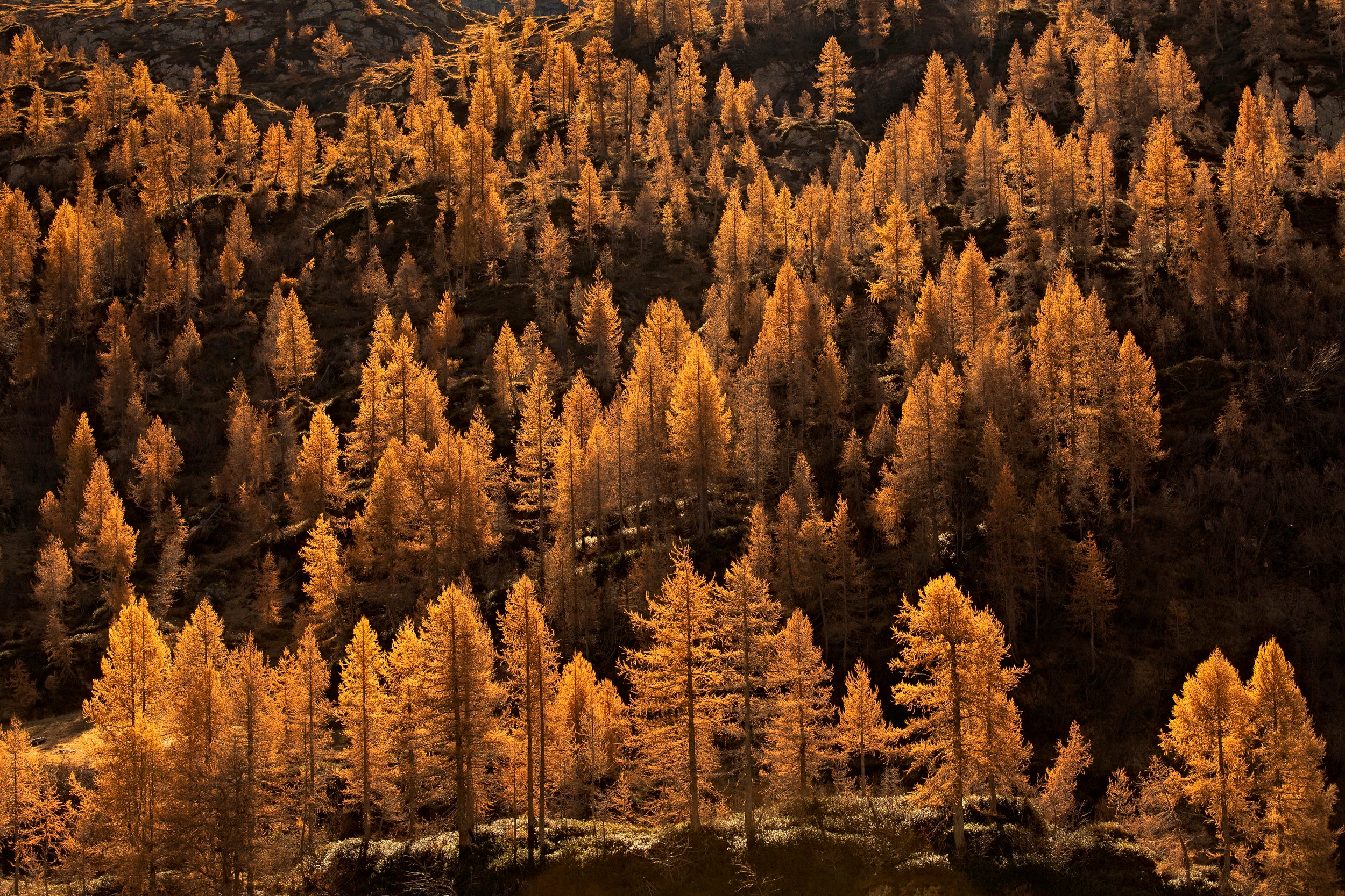 larches in autumn