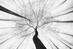 Wall mural Spring visit to the forest – fototapet med unikt motiv som skapar en inspirerande fondvägg