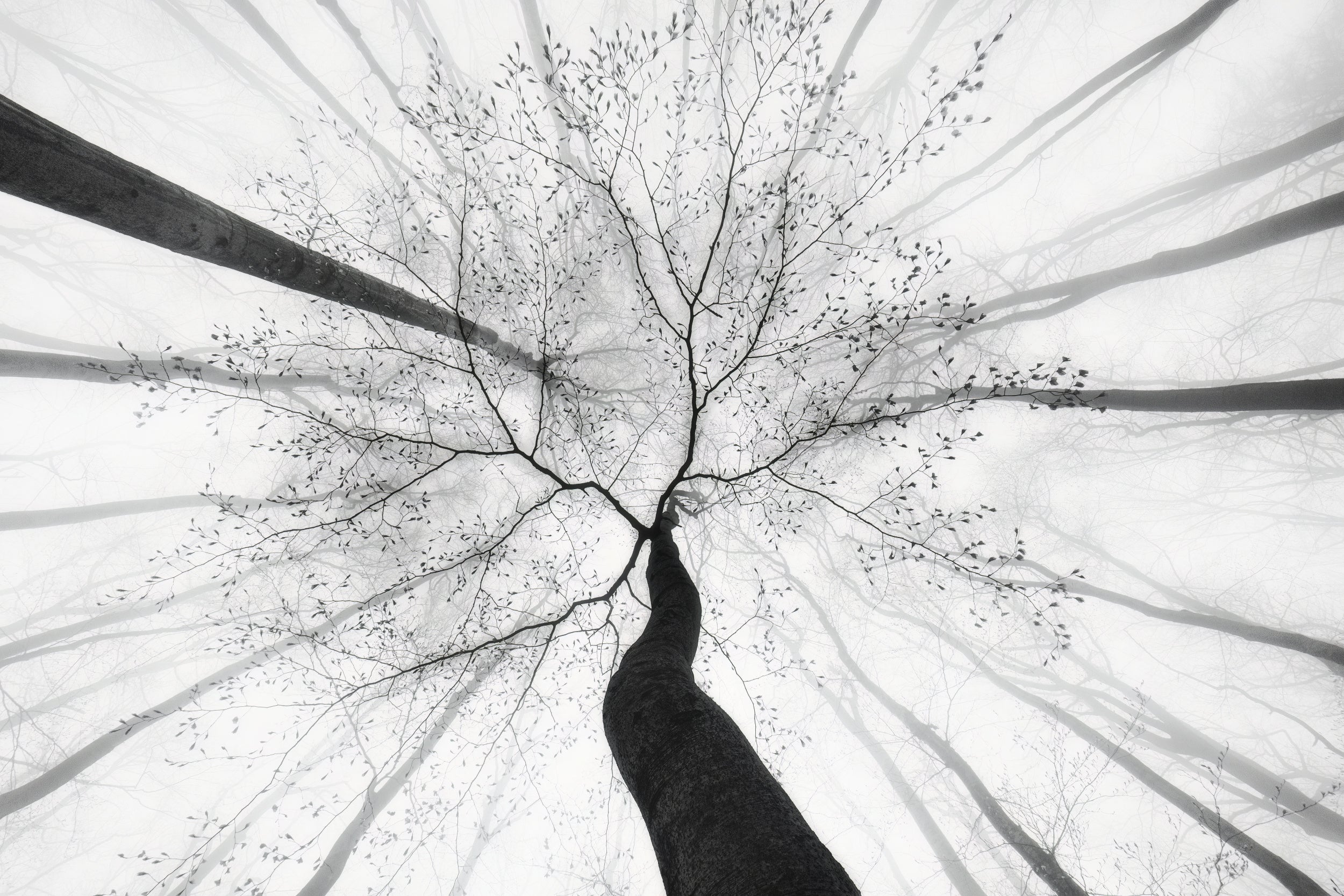 Spring visit to the forest