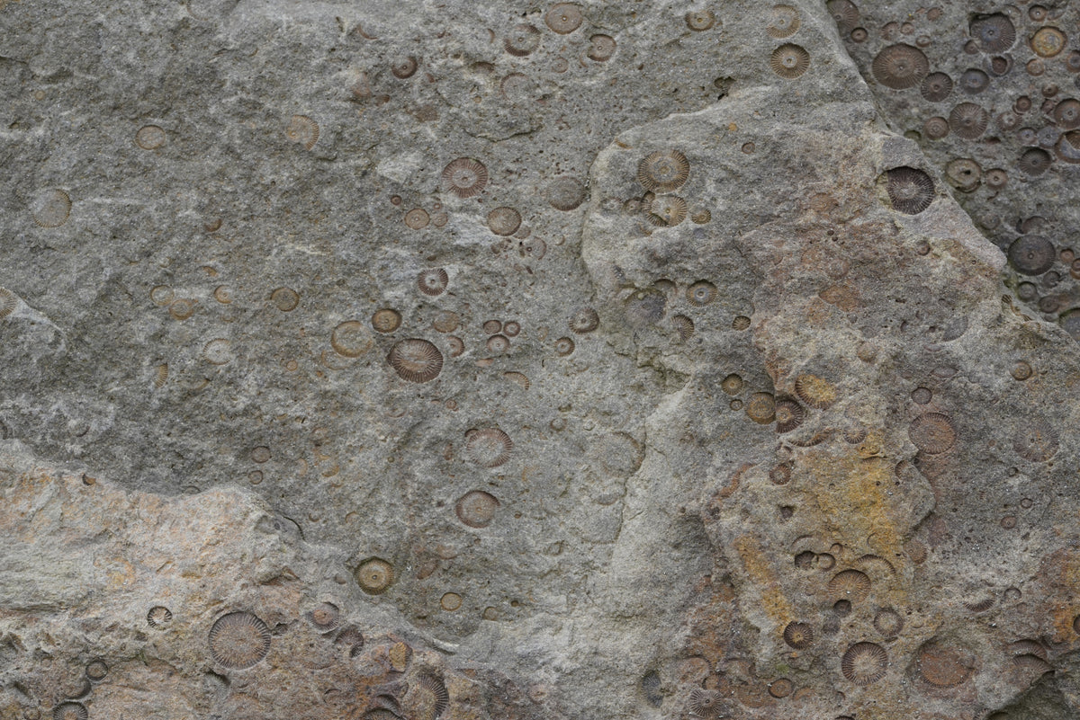 Tex Surface S26